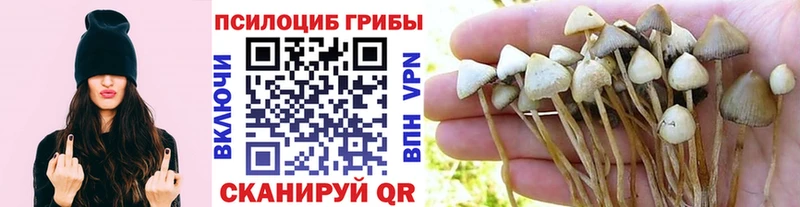 Галлюциногенные грибы MAGIC MUSHROOMS  Купить где  Ардон 